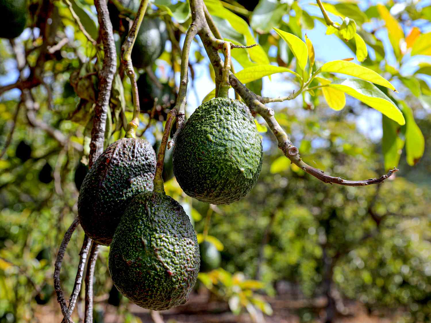The Avocado I Wait All Year For Is Back in Season